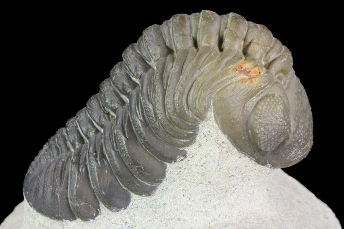 Beautiful, Austerops Trilobite - Ofaten, Morocco #75466